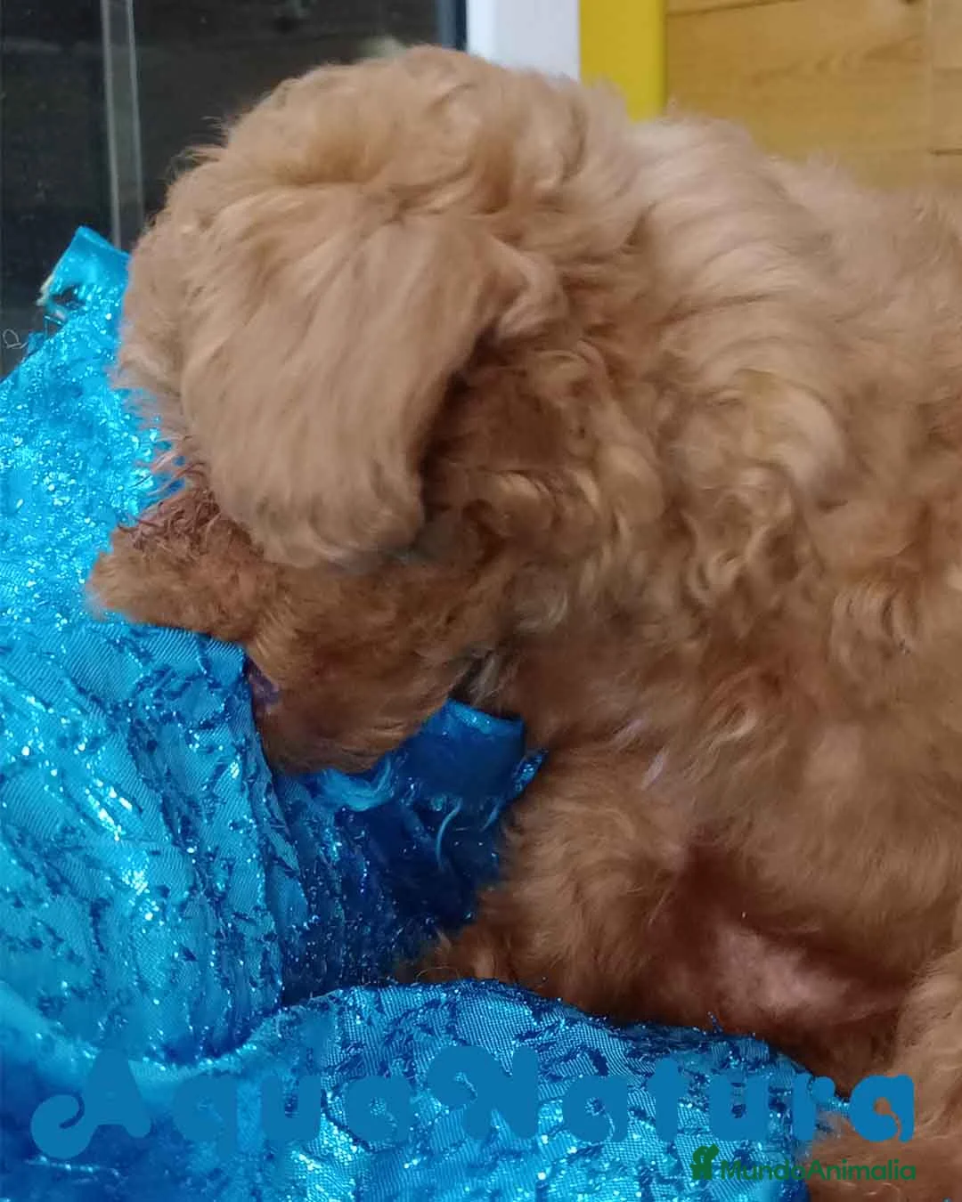 Caniche Toy perros en venta: Caniche Hembra de Bella y Can 6077 AQUANATURA en Barcelona - Anuncio 5