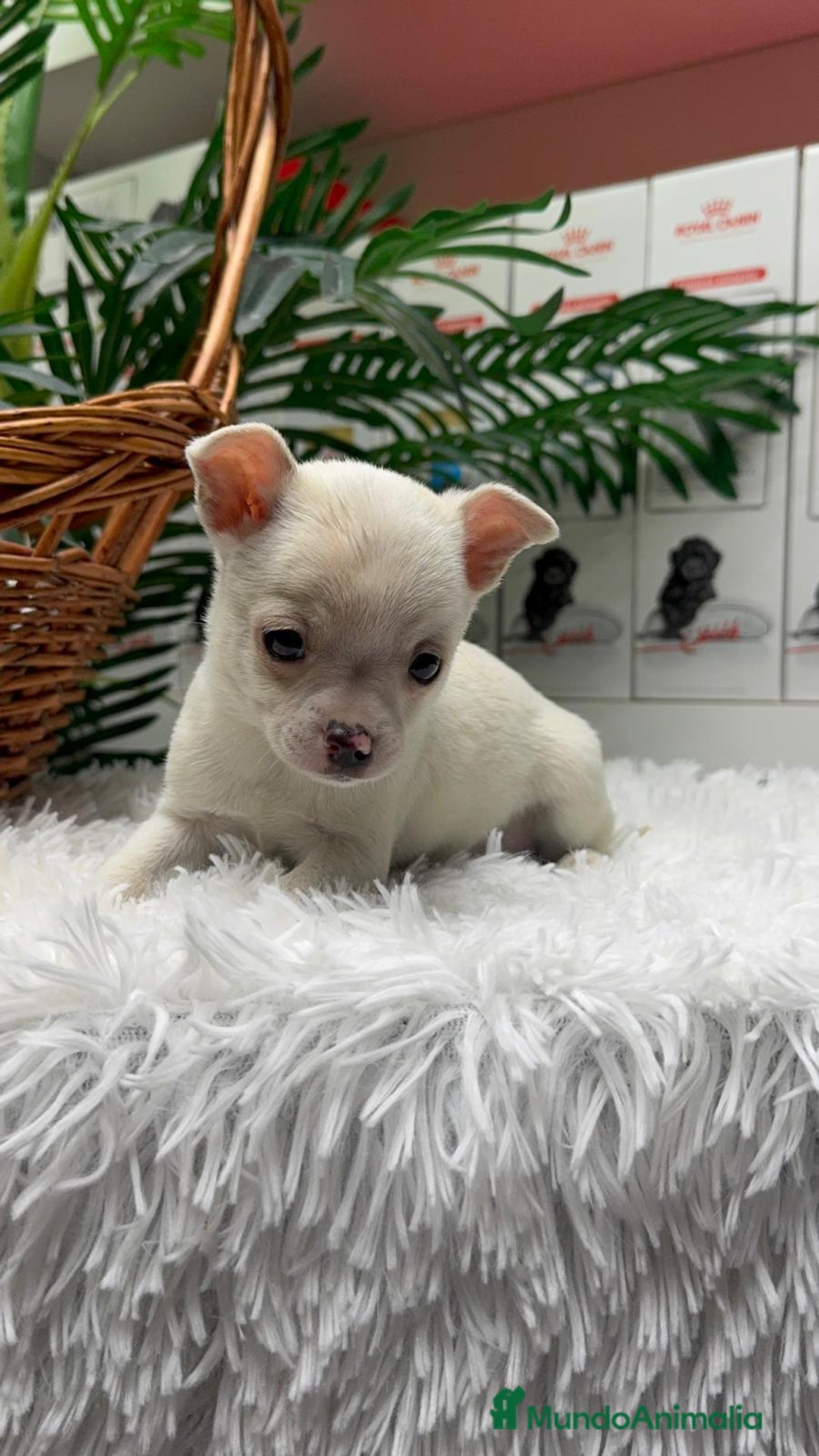 Chihuahua perros en venta: CHIHUAHUA MACHO - Anuncio 8