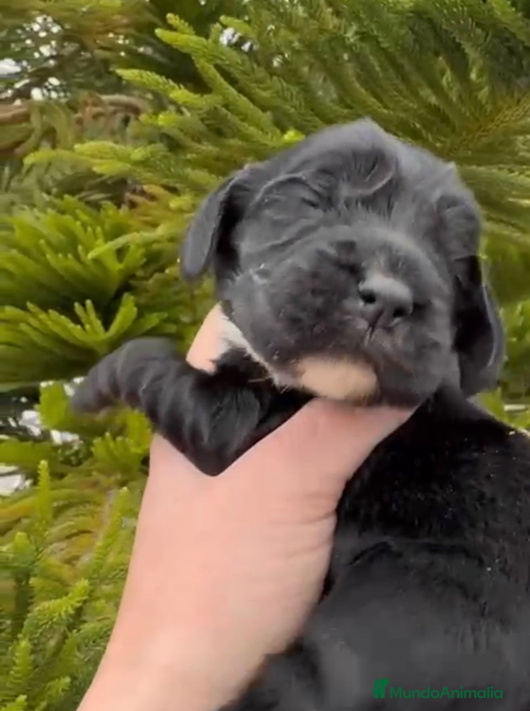 Cocker Spaniel Inglés perros en venta: Preciosos cachorros de cocker  - Anuncio 4