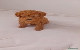 Caniche Toy perros en venta: Caniche toy  - Imagen 2