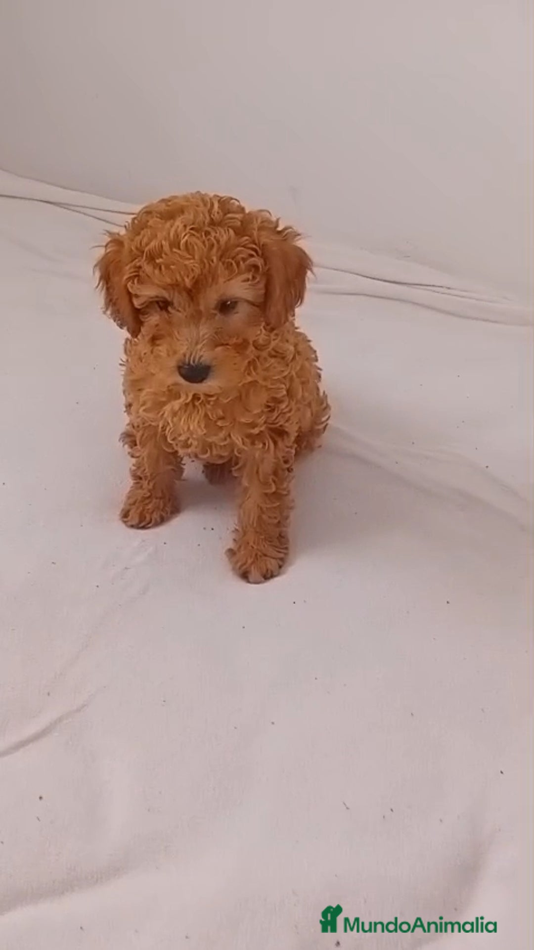 Caniche Toy perros en venta: Caniche toy  - Imagen 2