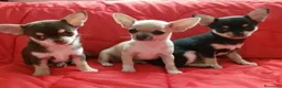 Chihuahua perros en venta: CHIHUAHUA - Anuncio 1
