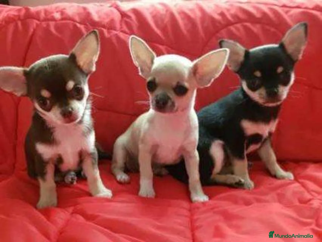 Chihuahua perros en venta: CHIHUAHUA - Anuncio 1