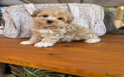 Maltipoo perros en venta: Maltipoo muy bonitos !!!! - Imagen 4