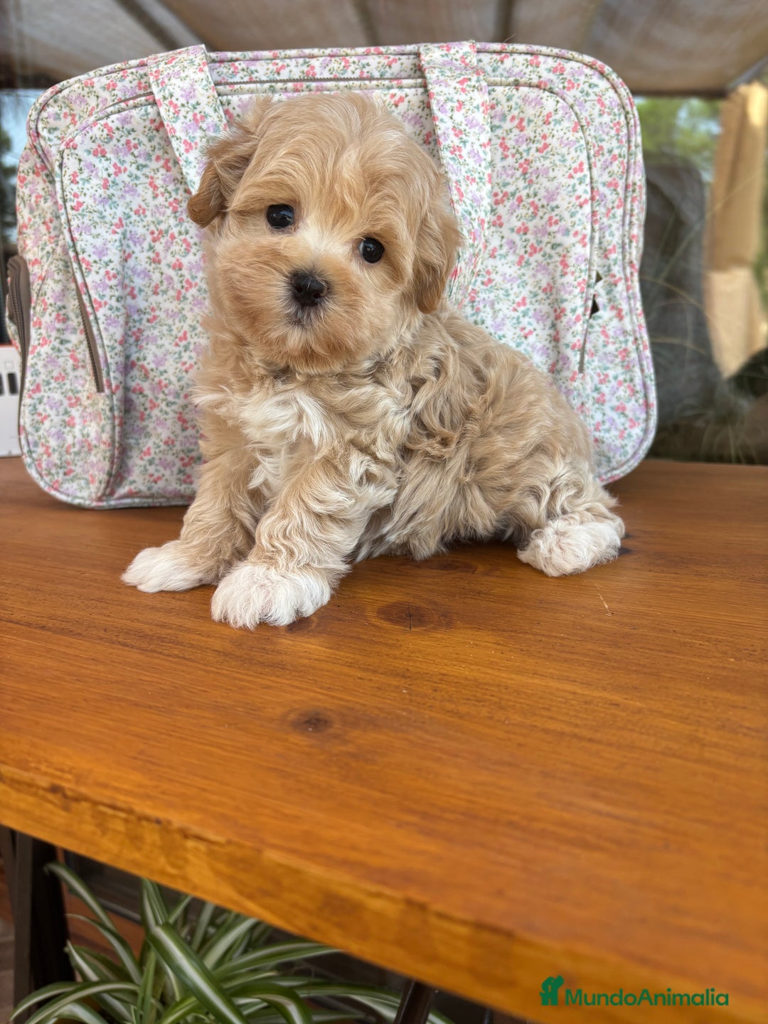 Maltipoo perros en venta: Maltipoo muy bonitos !!!! - Imagen 4