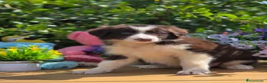 Border Collie 2