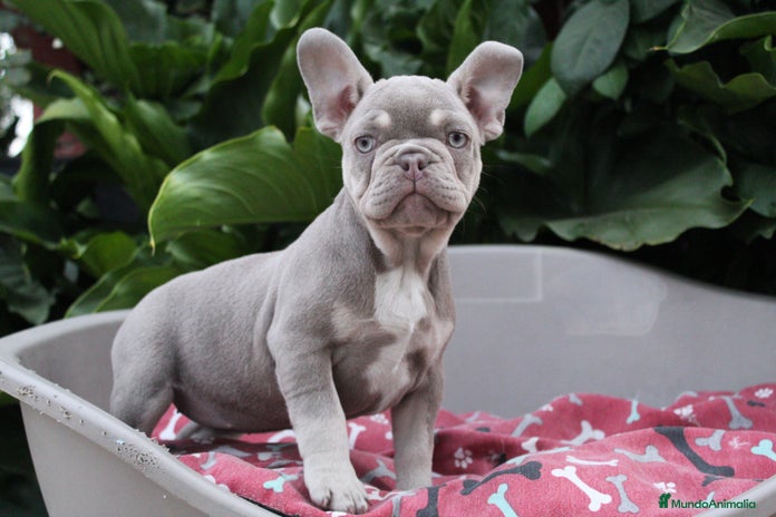 Bulldog Francés perros - Anuncio 8