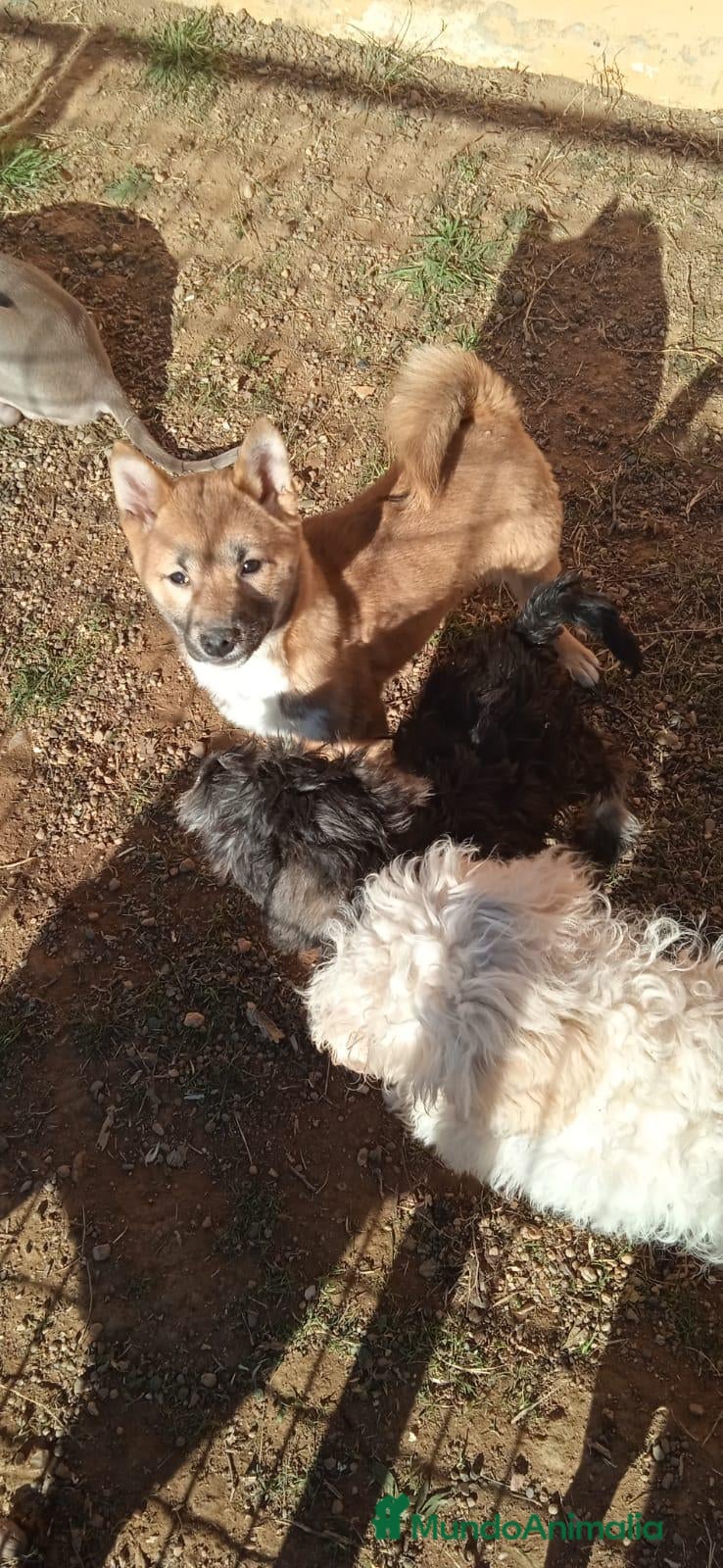 Shiba Inu perros Shiba Inu - Anuncio 1