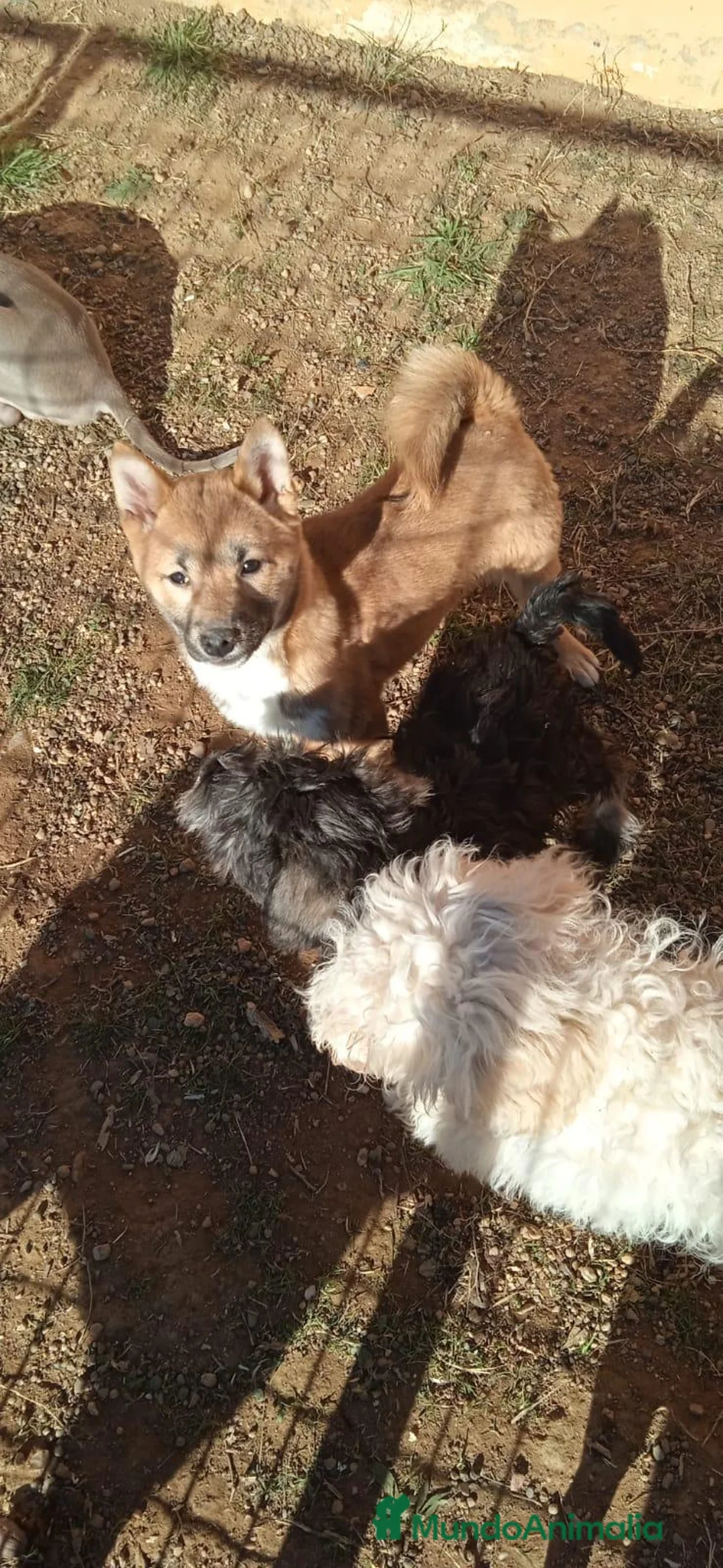 Shiba Inu perros en venta: Shiba Inu - Anuncio 1