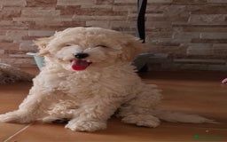 Caniche Enano perros en venta: ÚLTIMA HEMBRA CANICHE - Imagen 3
