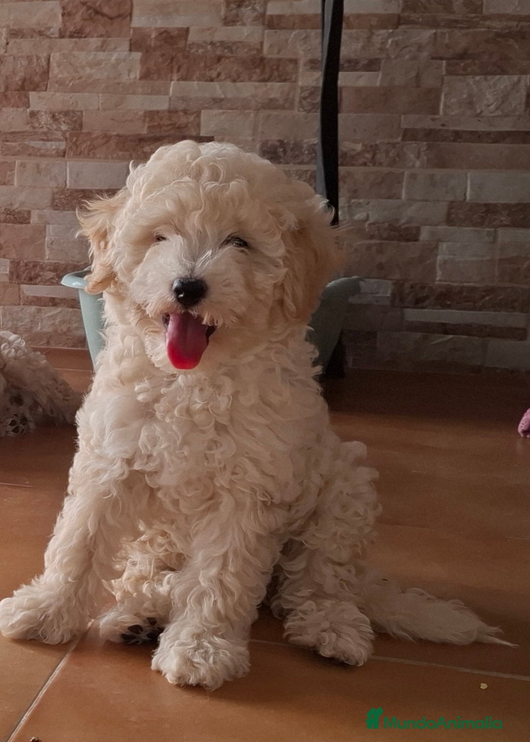 Caniche Enano perros en venta: ÚLTIMA HEMBRA CANICHE - Imagen 3