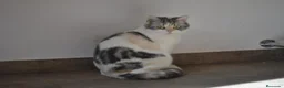 Scottish Straight gatos en venta: Gatos Scottish Straight-Fold  - Anuncio 19