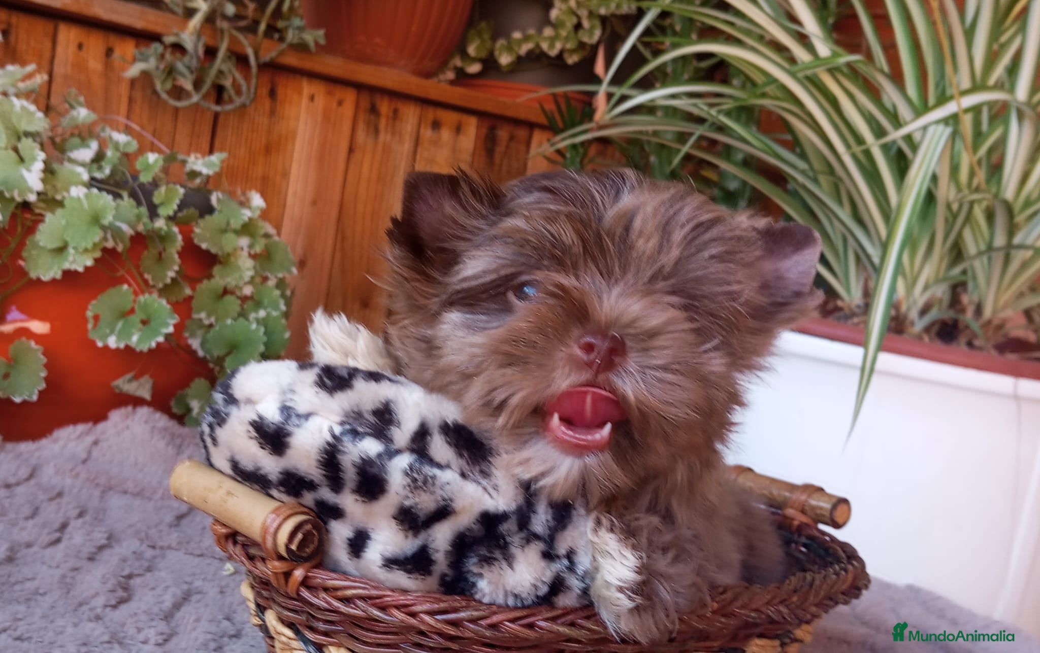 Biewer Yorkshire Terrier a la Pom Pon perros Cachorros Yorkshire color exóticos miniatura - Anuncio 1