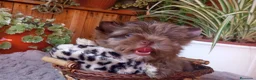 Biewer Yorkshire Terrier a la Pom Pon perros en venta: Cachorros Yorkshire color exóticos miniatura - Anuncio 5
