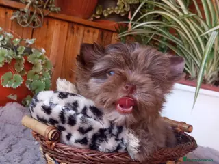 Biewer Yorkshire Terrier a la Pom Pon perros Cachorros Yorkshire color exóticos miniatura - Anuncio 1