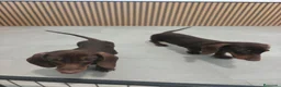 Teckel Miniatura perros en venta: Teckel Mini chocolate machos  - Anuncio 4