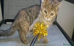 Británico de Pelo Corto gatos en venta: Gatita british shorthair (britanica pelo corto) - Imagen 5