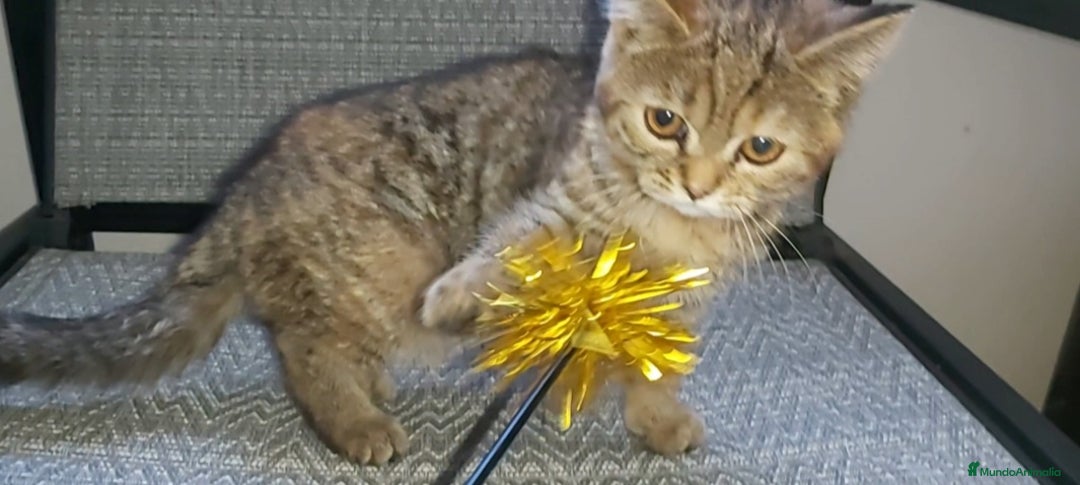 Británico de Pelo Corto gatos en venta: Gatita british shorthair (britanica pelo corto) - Imagen 5