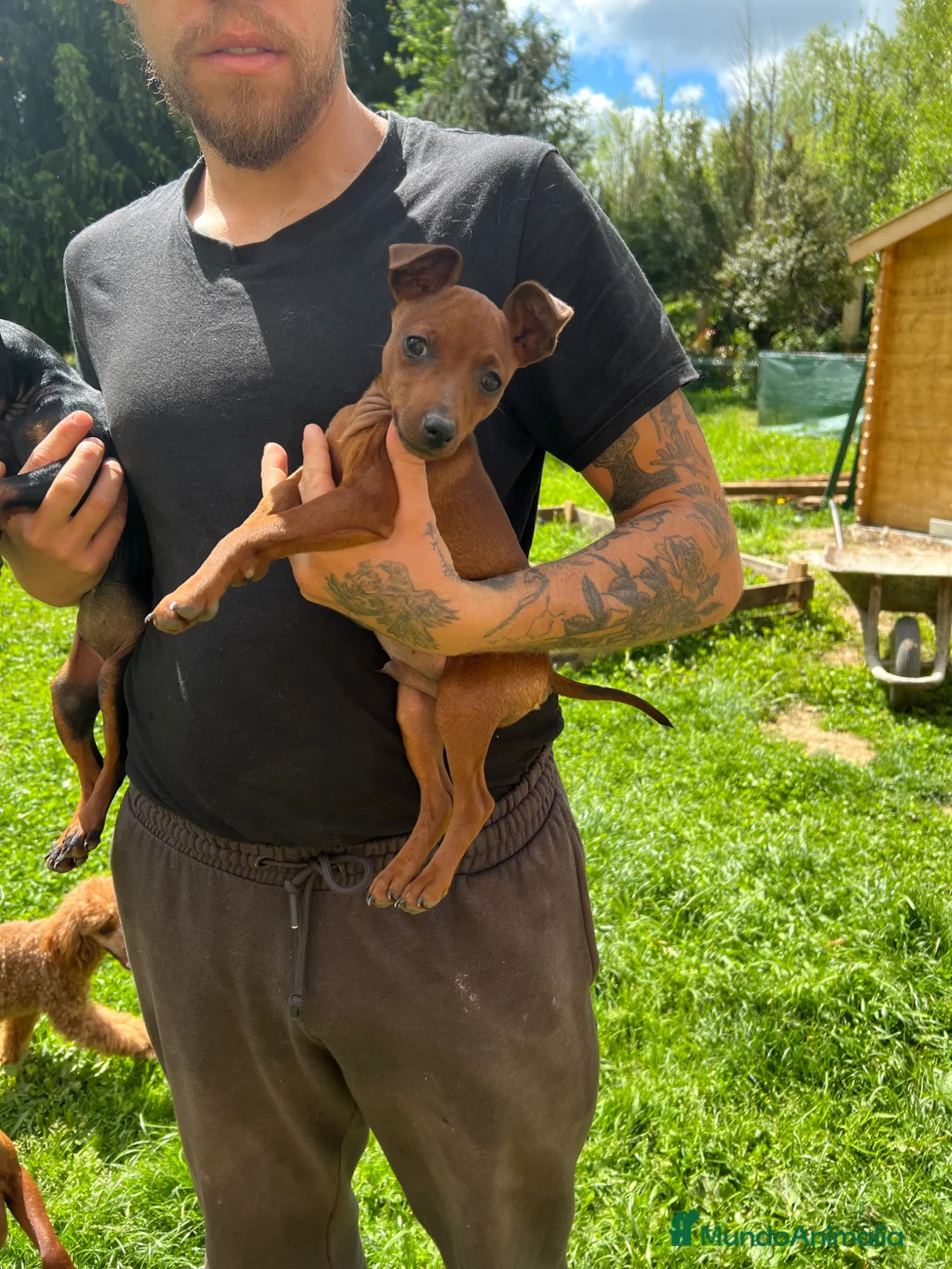 Pinscher Miniatura perros en venta: En adopción Pinscher miniatura  - Anuncio 3