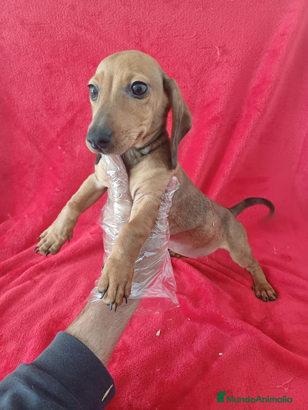 Teckel perros en venta: Teckel  - Anuncio 2