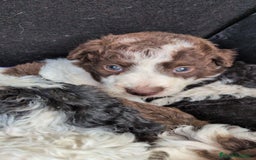 Perro de Agua Español perros en venta: Perro de agua  - Imagen 2