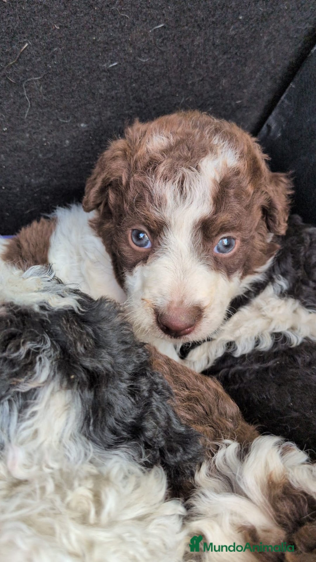 Perro de Agua Español perros en venta: Perro de agua  - Imagen 2