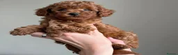 Caniche Toy perros en venta: caniches de varias colores  en Madrid - Anuncio 4