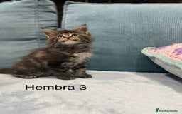 Maine Coon gatos en venta: Maine coon rey - diez - Imagen 7