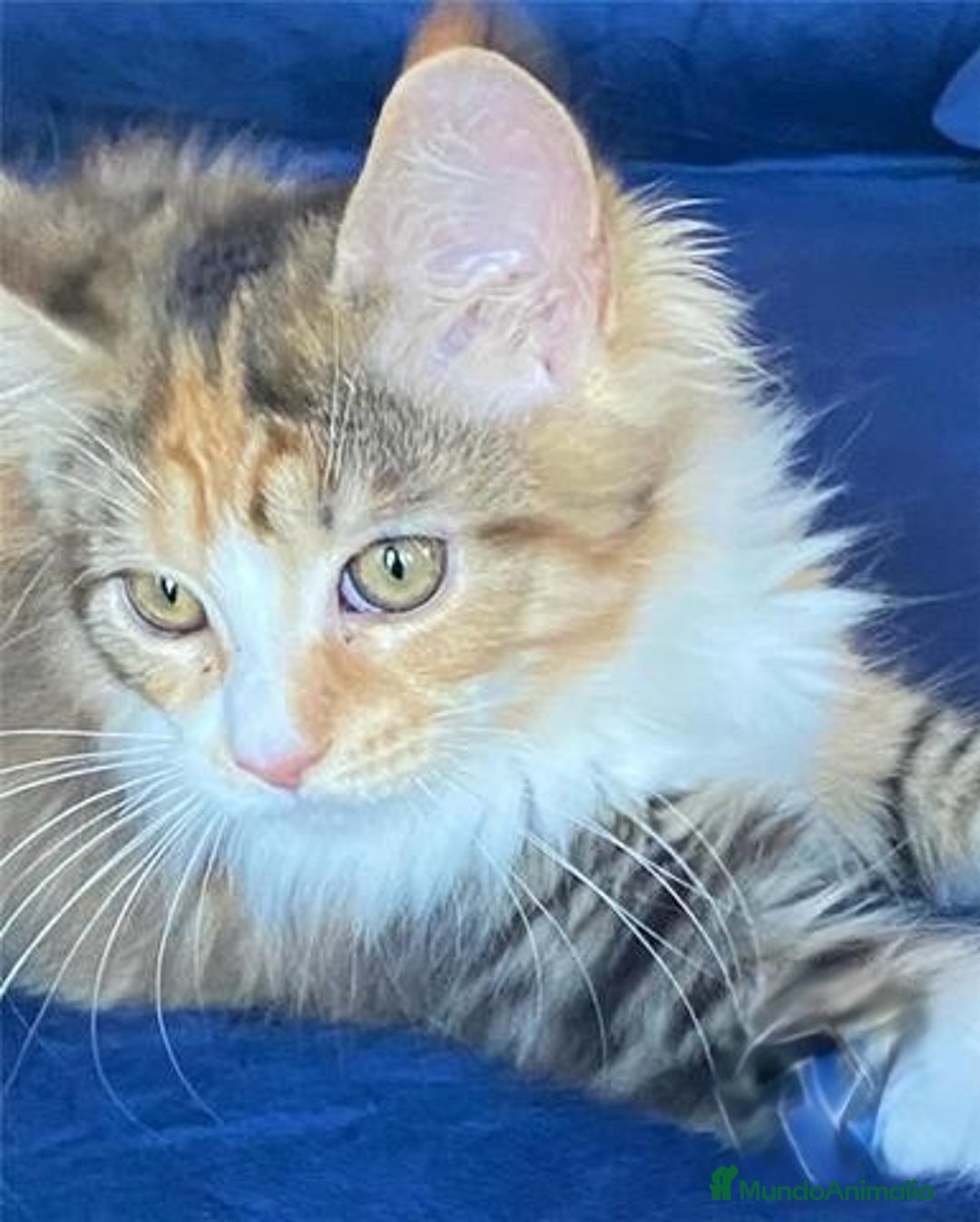 Maine Coon gatos en venta: Mainecoon hembra en Madrid - Imagen 2