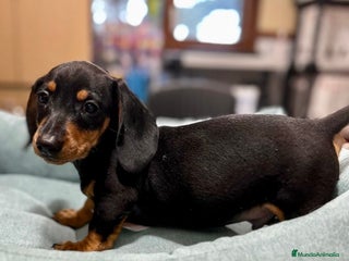 Teckel Miniatura perros en Barcelona - Anuncio 28