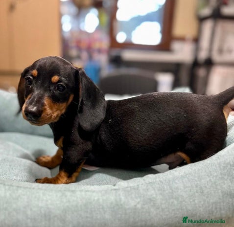 Teckel Miniatura perros en Barcelona - Anuncio 6