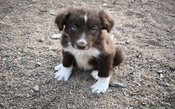 Border Collie perros en venta: Cachorros border collie color chocolate  - Imagen 3