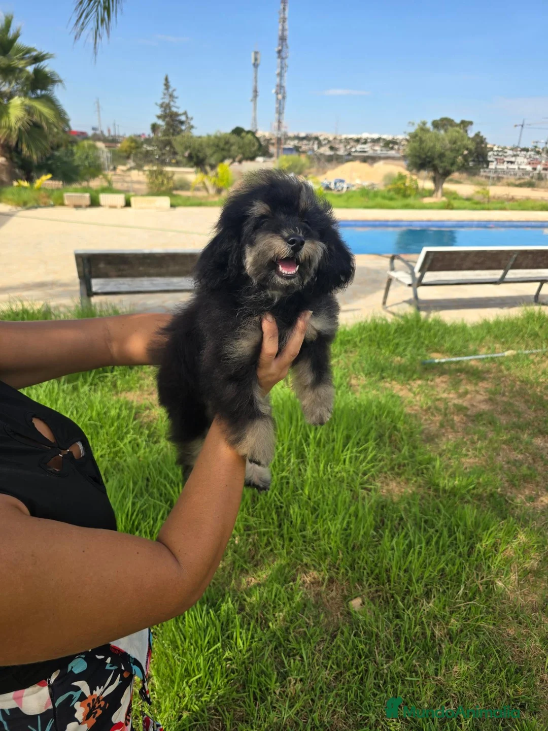 Caniche Toy perros en venta: Caniche toy economico - Anuncio 2