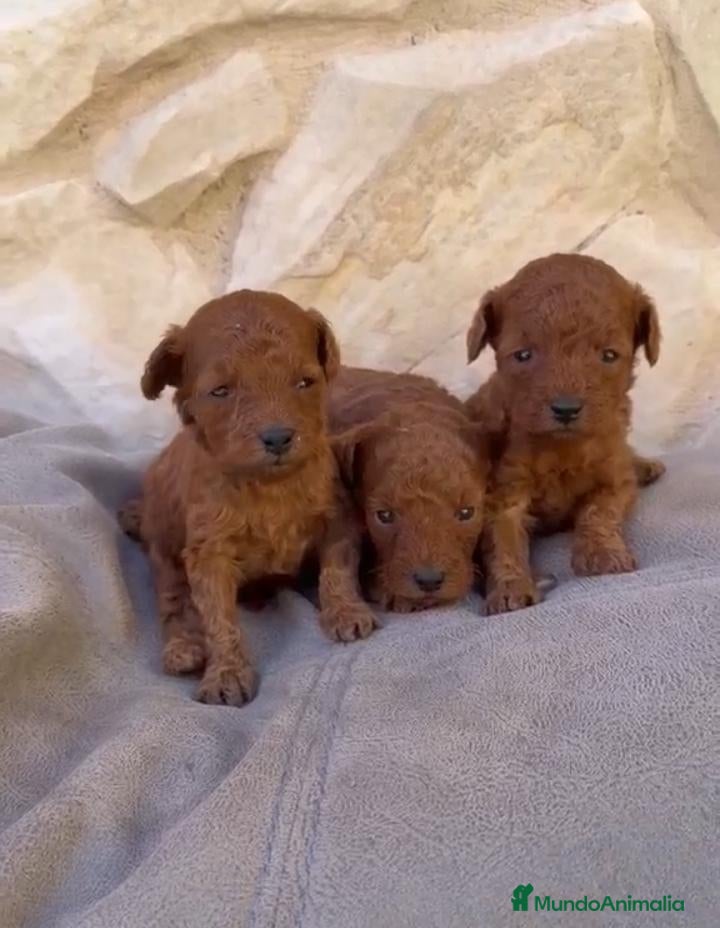 Caniche Toy perros caniche toy - Anuncio 1