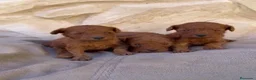 Caniche Toy perros en venta: caniche toy - Anuncio 1