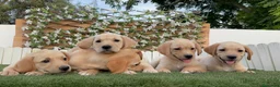 Labrador Retriever perros en venta: LABRADOR RETRIEVER - Anuncio 17