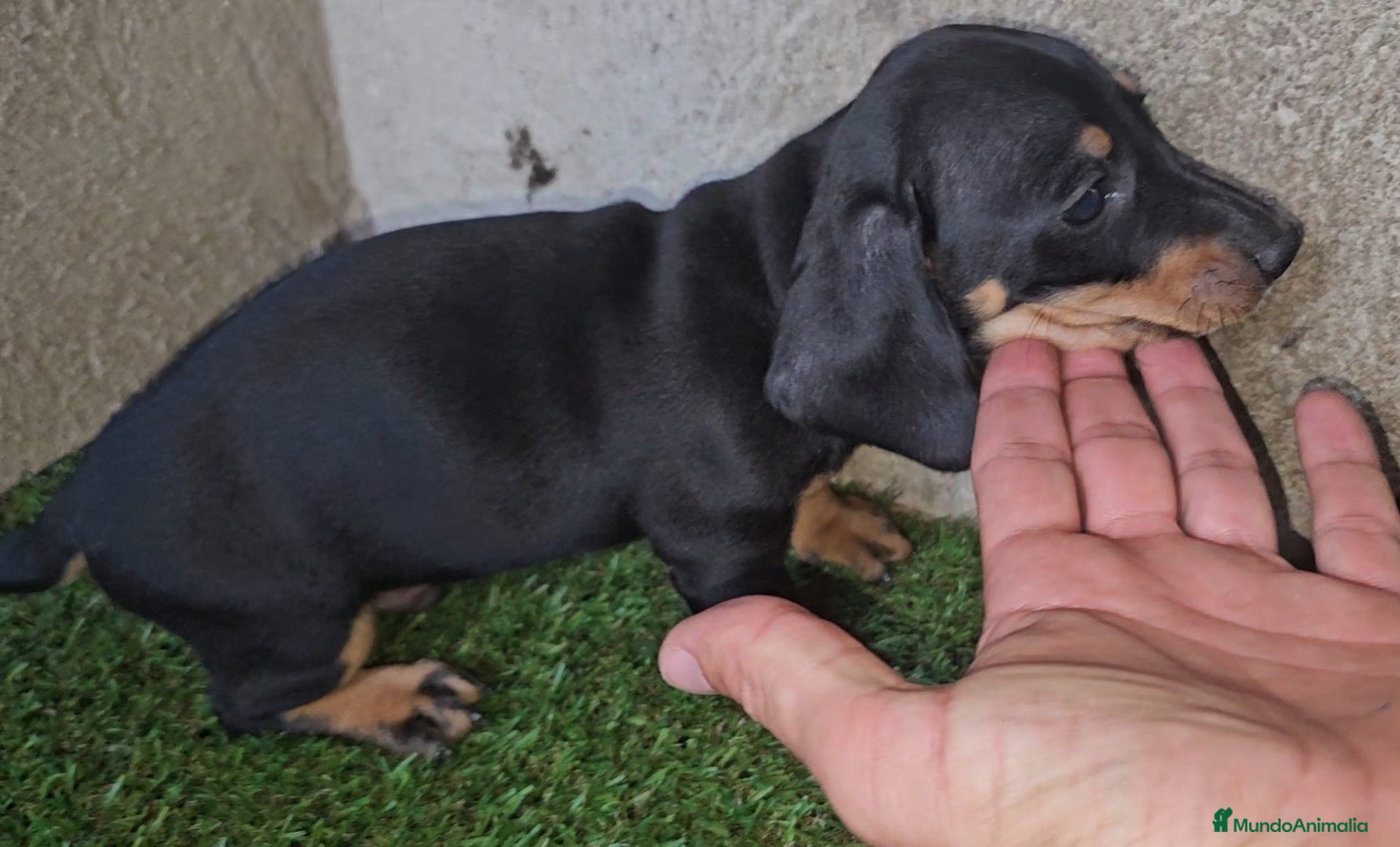 Teckel perros Teckel mini pelo corto en Cáceres - Anuncio 2