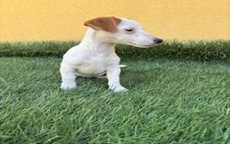 Jack Russell Terrier perros en venta: Camada de Jack Russell de pata corta  - Imagen 2