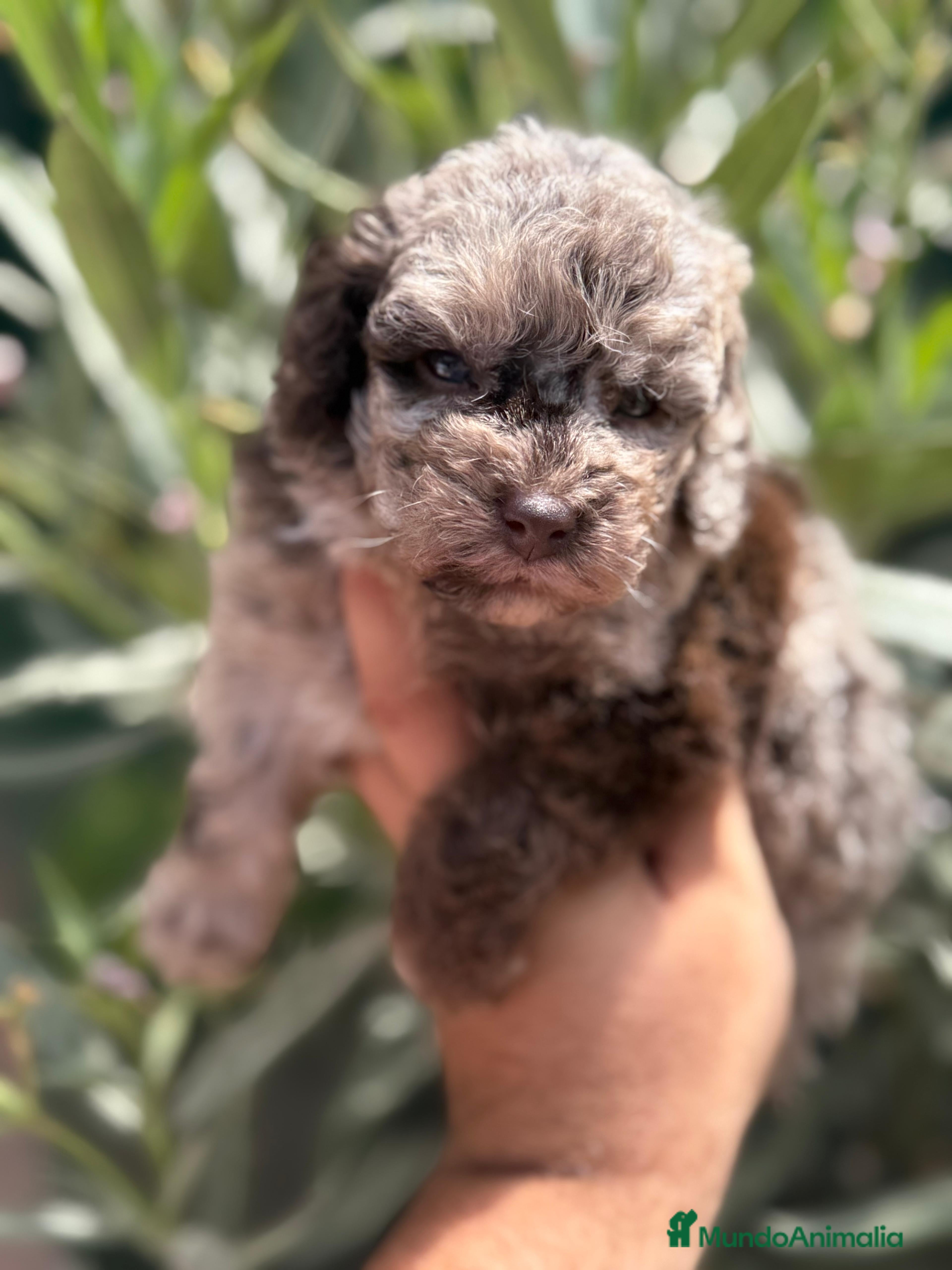 Caniche Toy perros Caniche Merle - Anuncio 6