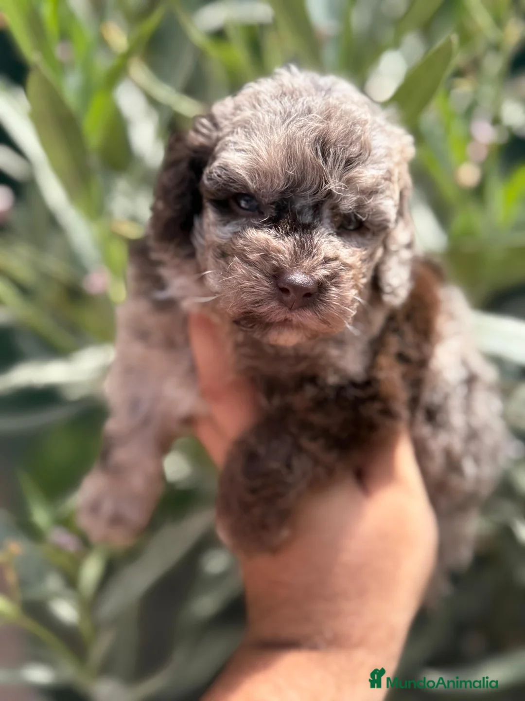 Caniche Toy perros en venta: Caniche Merle - Anuncio 1