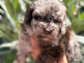 Caniche Toy perros Caniche Merle - Anuncio 8