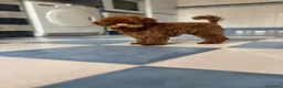 Caniche Toy perros en venta: Caniche tacita de té!!! - Anuncio 3