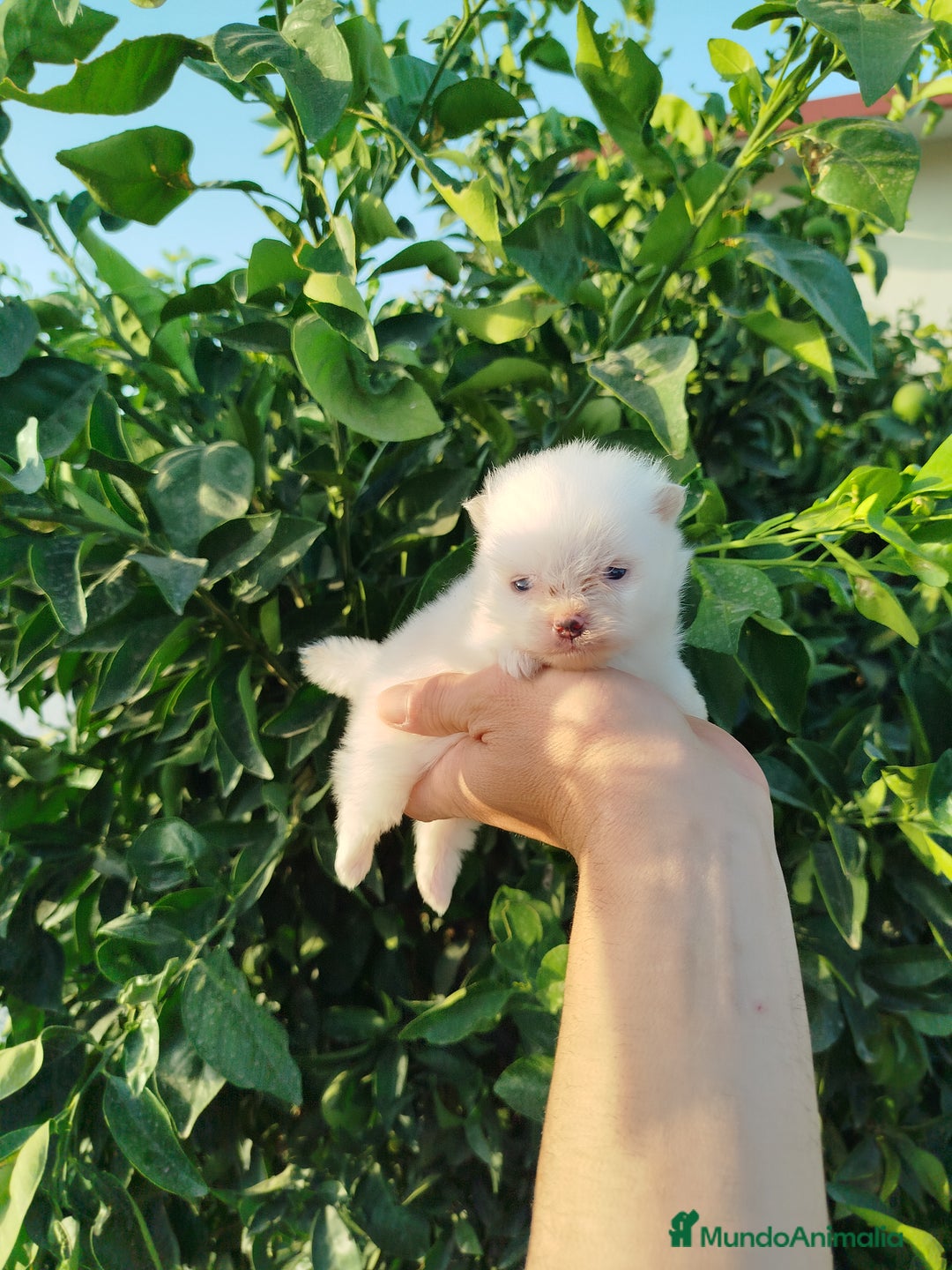 Pomerania perros en venta: Lulú de pomerania toy  - Imagen 2