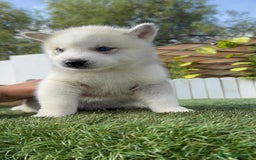 Husky Siberiano perros en venta: HUSKY - Imagen 14