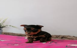 Yorkshire Terrier perros en venta: Yorkshire terrier  - Imagen 2