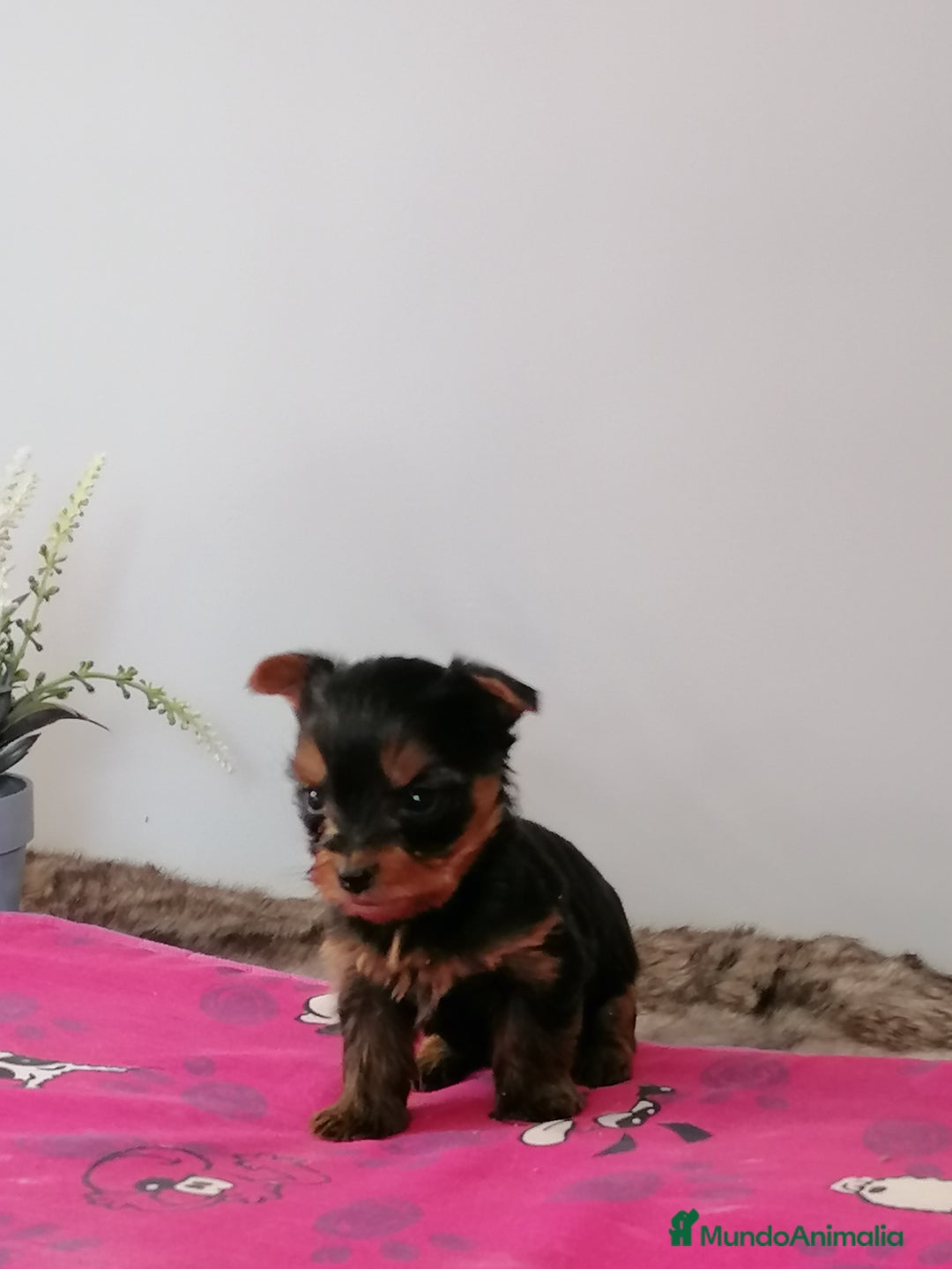 Yorkshire Terrier perros en venta: Yorkshire terrier  - Imagen 2