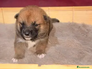 Shiba Inu perros Shiba Inu rojos bebes espectaculares - Anuncio 4