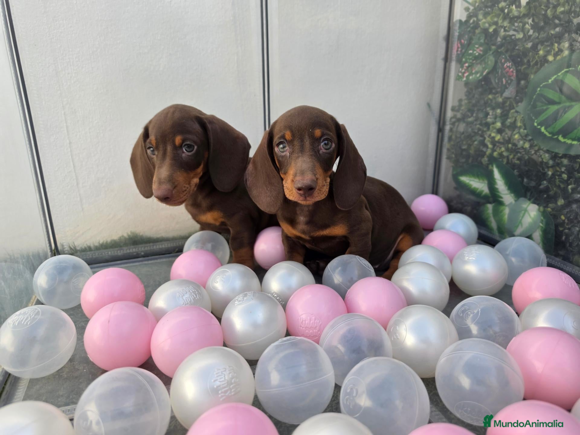 Teckel Miniatura perros TECKEL MINI - Anuncio 3