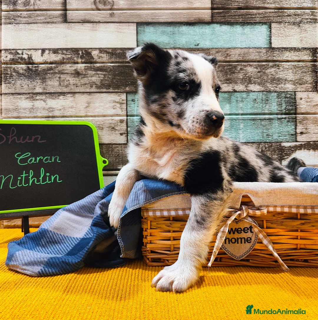 Border Collie perros en venta: Border Collie Blue Merle disponibles - Anuncio 4