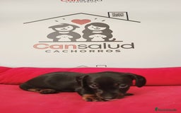 Teckel perros en venta: Teckel kanichen - Imagen 3